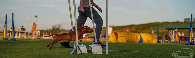 Strudel the Dachshund clearing the Broad Jump